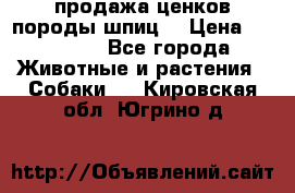 продажа ценков породы шпиц  › Цена ­ 35 000 - Все города Животные и растения » Собаки   . Кировская обл.,Югрино д.